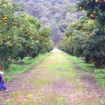 Mandarin Picking at Watkins Family Farm