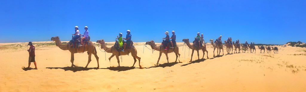 camel safari port stephens