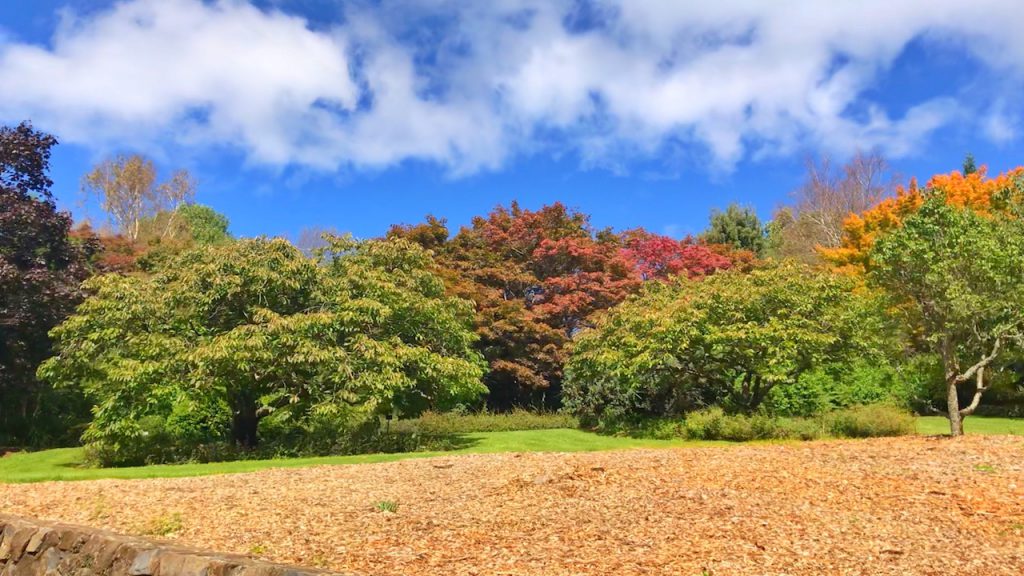 Blue Mountains Botanical Garden NSW, Autumn 2019