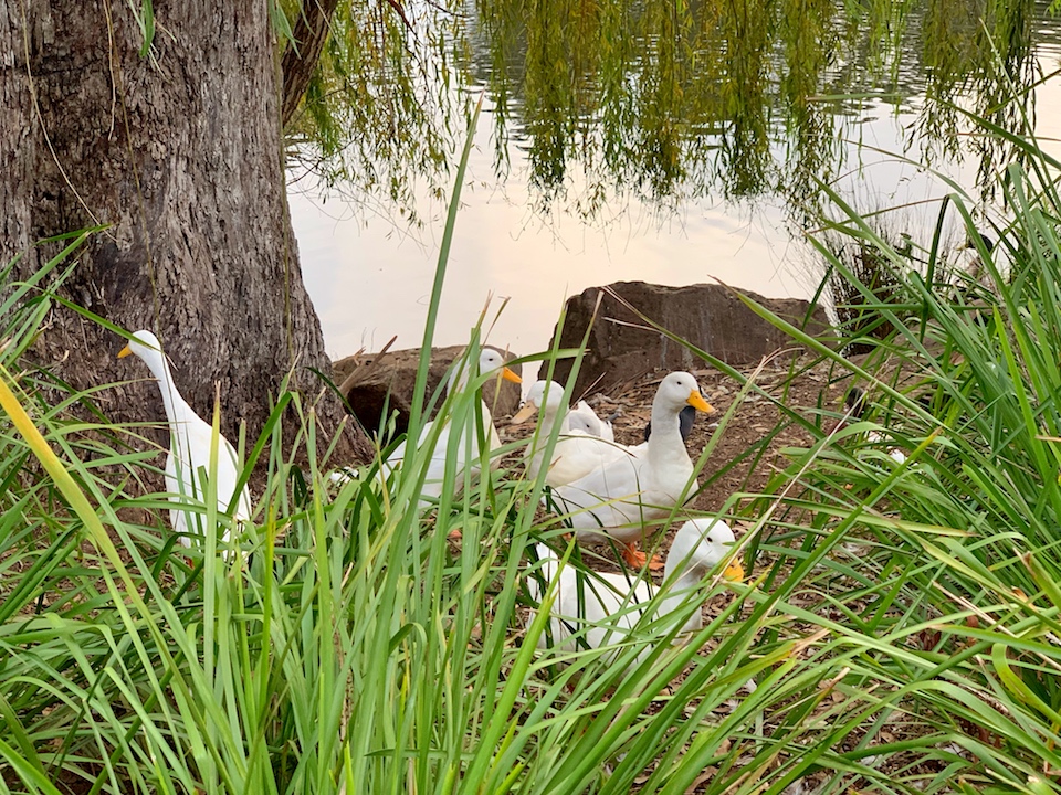 Lake Alexandra Reserve - tobringtogether.com